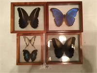 Set of 4 Butterfly Displays (d)