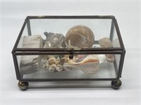 Seashell Display in Vintage Brass & Glass Box