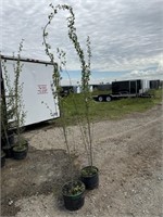 2 -8'-12' Swedish Aspen Trees-Each-Vulcan Lot