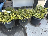 3 Lots emerald in gold EUONYMUS
