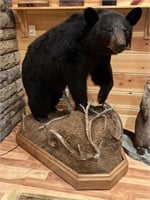 Very Nice Black Bear full taxidermy mount on