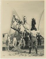 8x10 Equestrian act with 4 horses