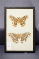 Moth Taxidermy Display