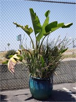 Live plants in glazed terracotta pot,