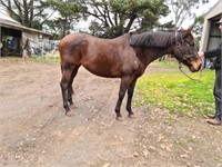 (VIC) AULTONE - THOROUGHBRED MARE