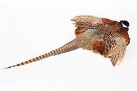 Ring-Necked Pheasant Pelt