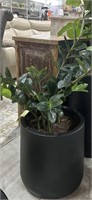 Faux Emerald Palm in Black Flower Pot with Real