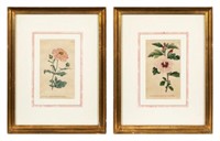 Lot of 2 Botanical Prints - Sowerby & Curtis.