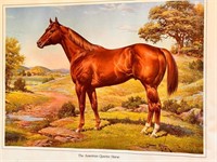 American Quarter Horse Prints Unframed (4) 22" x