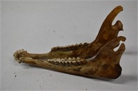 Animal Jawbone