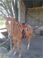 (VIC): DALLAS - QH Mare