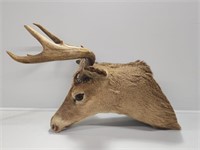 Buck Mount