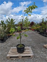 1 Dwarf Rich's Fruiting Quince