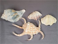Unique sea shells