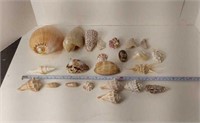 Collection Of Seashells & Coral. U8C