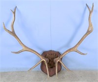12 Point Elk Horn Mount w/ Metal Kill Tag