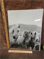 Horse Picture Poster