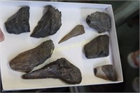 MEGALODON SHARKS PIECES