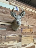 DEER MOUNT