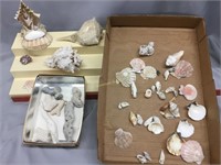 Shells and coral