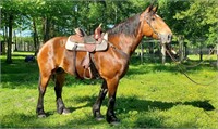 Dolly - 8yo Bay Belgian/QH Mare