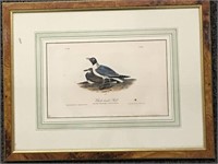 J. J. Audubon Print, Buck Headed Gull