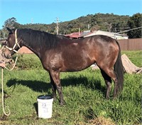 (NSW) WANNA BE AWESOME - THOROUGHBRED MARE