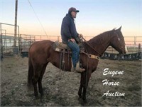 Bonanzas Cat Leo- 10yr- Gelding AQHA