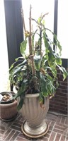 Large Plant in Large Planter with Base