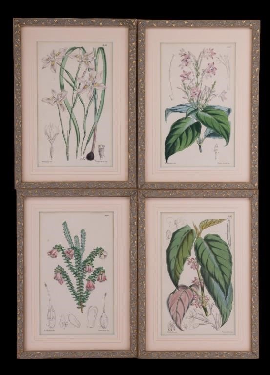 Antique Vincent Brooks Botanical Lithographs (4)