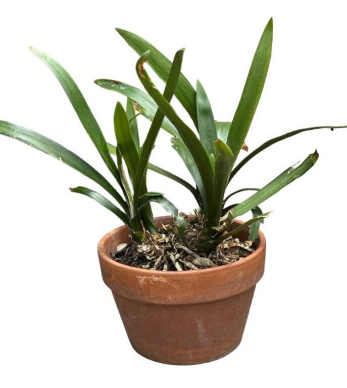 Cymbidium plant with planter