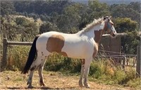 (VIC) PATCH - CLYDESDALE X MARE