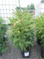 NORWAY SPRUCE