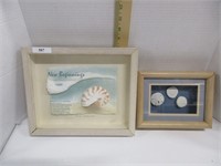 Beginnings Nautilus shell & Sand dollars Pictures