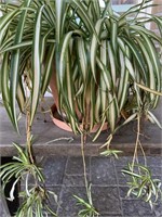 Spider Plant And Small Bench