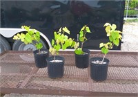 4 Seedless Mars Blue Grape Vine Plants