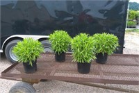 4 Gold Rush Black Eye Susan Plants