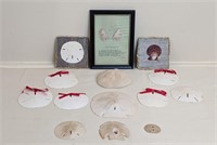 SAND DOLLARS AND SAND DOLLAR WALL DÉCOR