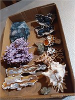 Coral, Shells, Agate & More