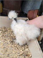 Silkie Naked Neck Show Type Chicken