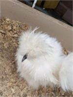 Silkie Chicken Naked Neck - Show Type