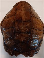 A Large Turtle Shell