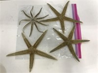 Four starfish