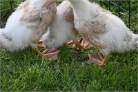 Buff ducks x 3 at 4 weeks old.