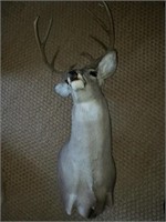 American Whitetail Deer Taxidermy Mount