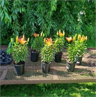 6 Pernnial Dwarf Orange Lilies
