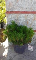 Mugo Pine