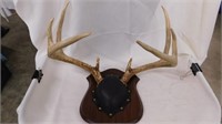 Mounted White tail 8 point rack. Very nice!