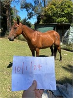 (VIC) RAINE - QH X GELDING