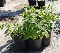 (6) Lewis Raspberry Plants